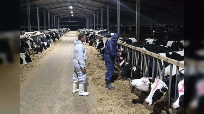 Güney'de şap hastalığında vakalar giderek çoğalıyor