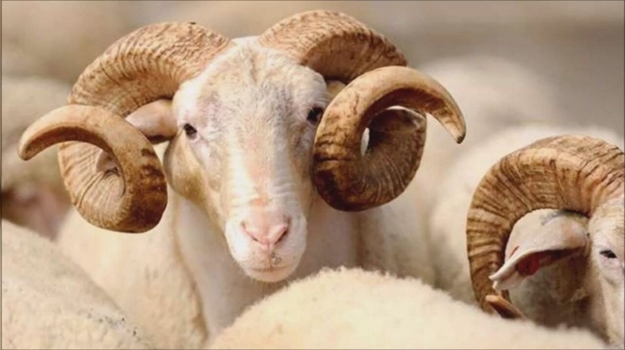 Kurban Bayramı'nın 2. günü