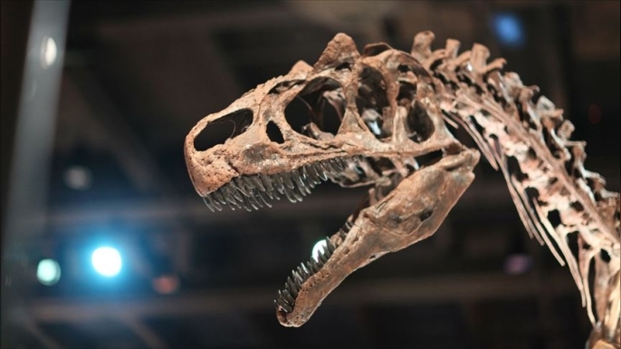 Tayland'da yeni bir dinozor türüne ait kalıntılar bulundu