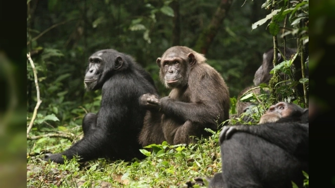 Uganda'daki Kibale Milli Parkı'nda şempanzeler arasında “iç savaş”: 17’si yavru 24 şempanze öldü