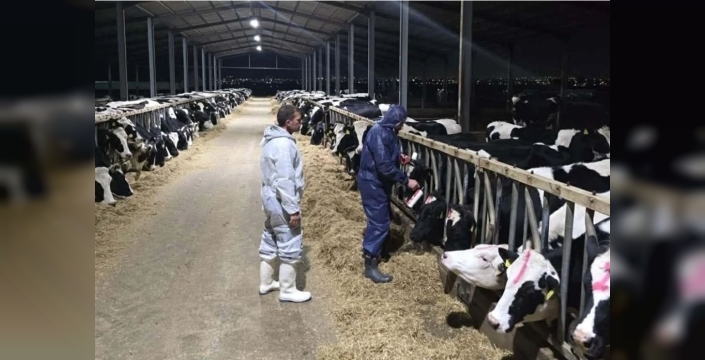 Güney'de şap hastalığında vakalar giderek çoğalıyor