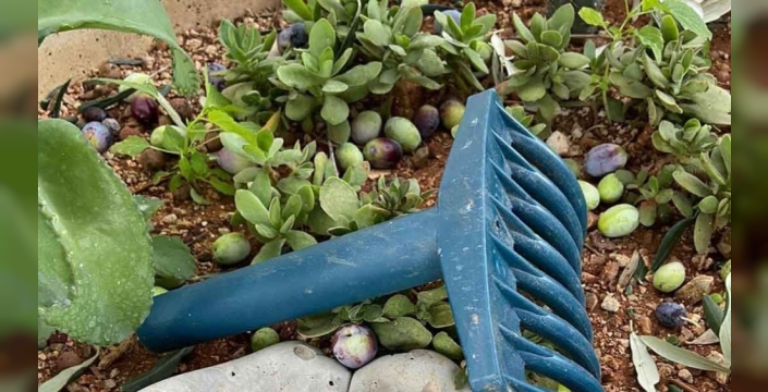 Lefkoşa’da zeytin hasadı 4 Eylül’de başlayacak