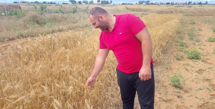 Mormenekşe'deki deneme parsellerinde 4 arpa çeşidi öne çıktı